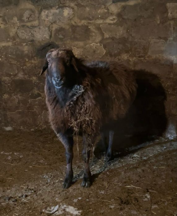 Продам кашкара едильбайской породы