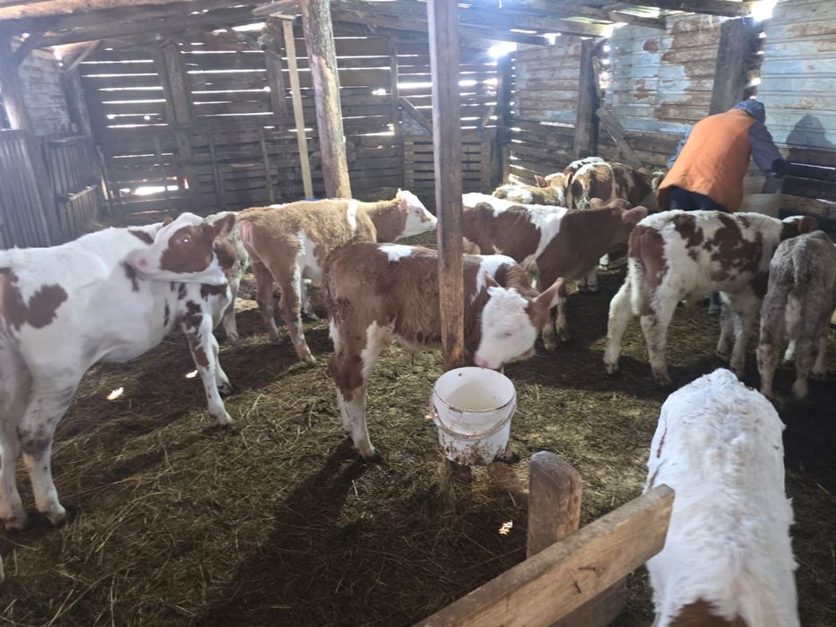 Vand vitei intarcati