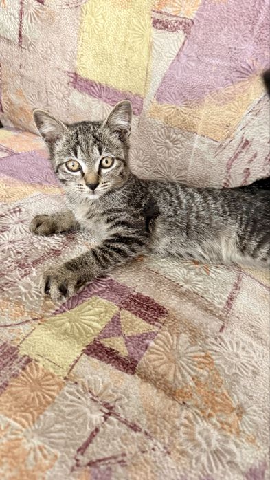 Котенок бесплатно