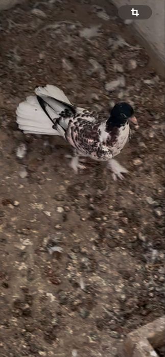 Широко хвостые голуби