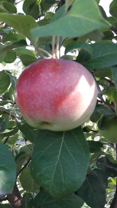 Продам яблони. Яблоки крупные.