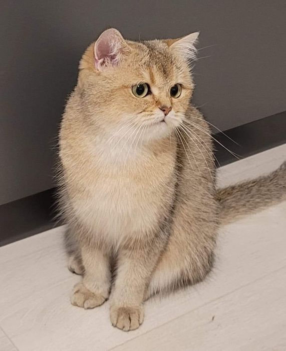 British Shorthair cu Pedigree