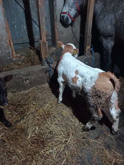 De vanzare vitel de 3 săptămâni