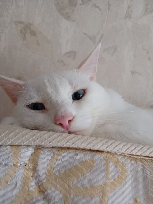 Отдам даром  красивого кота