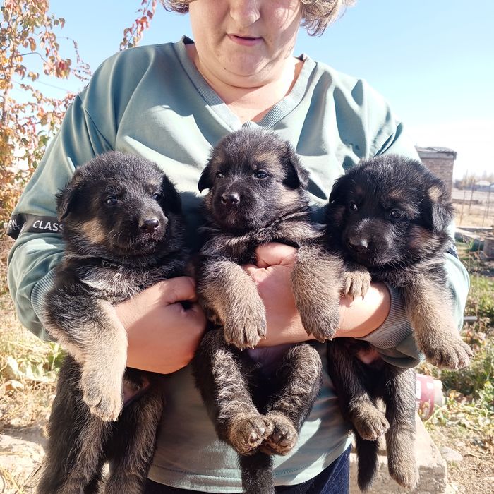 Продаются щенки немецкой овчарки