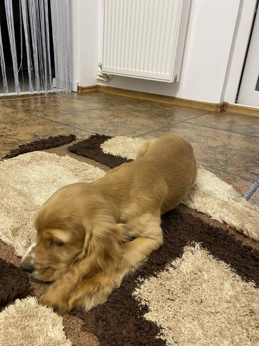 Cocker Spaniel Auriu baietel 2 luni