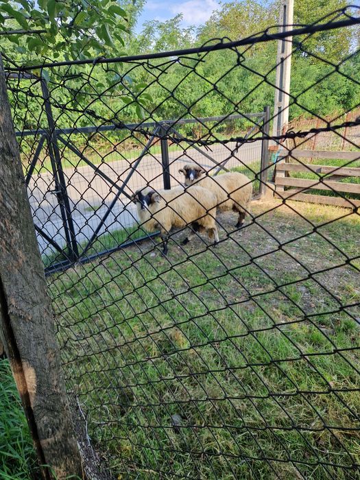 De vânzare 2 miori!