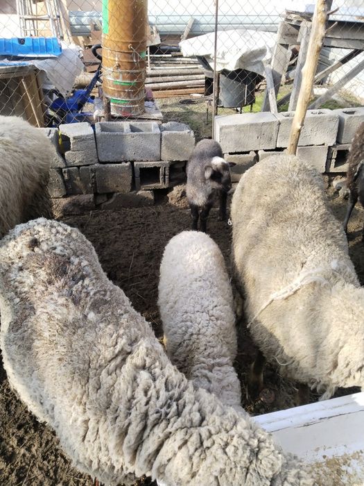 Продам трёх маток с ягнатами домашних.