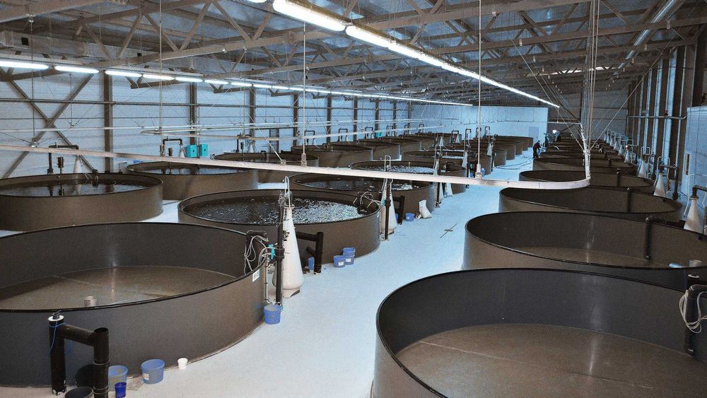 Проект на строительство акваферма для осетрина Проект на строительство акваферма для осетрина