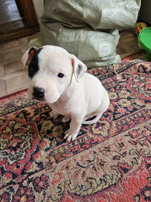 Стаффордширский терьер | стаф