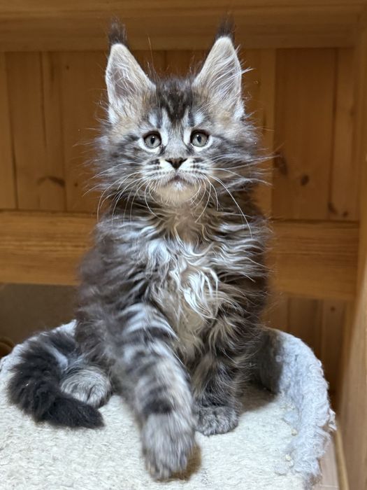 котята Мейнкуны из питомника