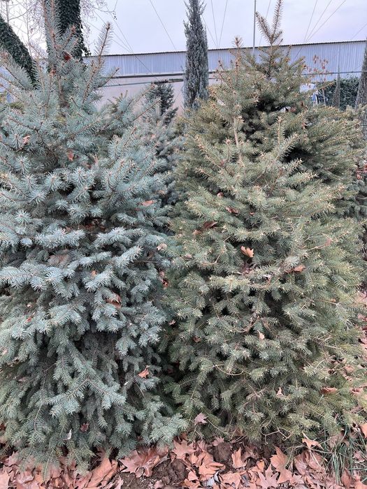 Голубой ель. . .