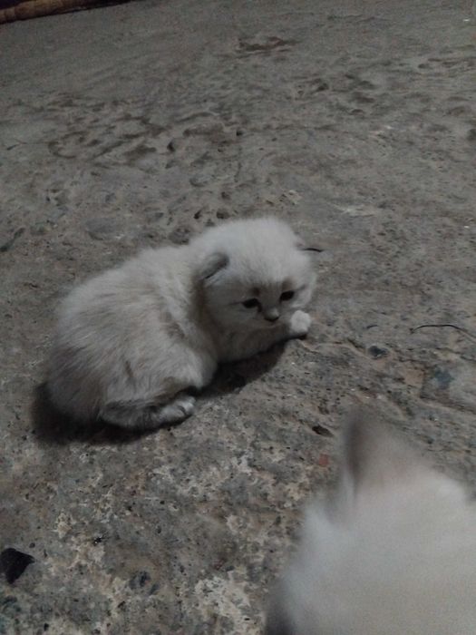 Продаются котята!