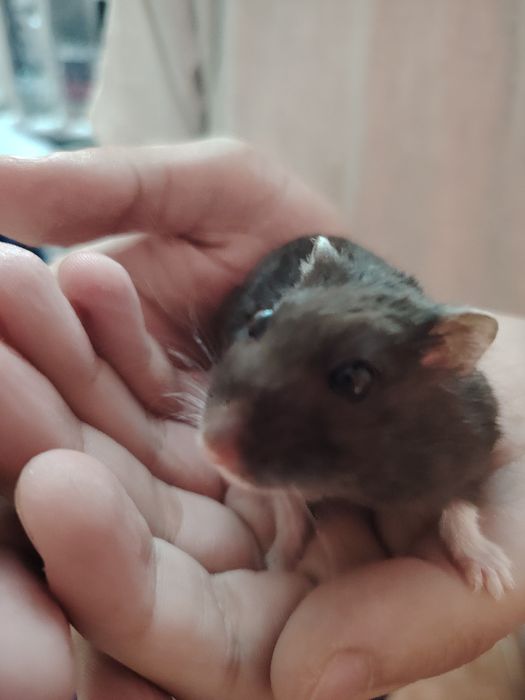 Donez hamster pitic