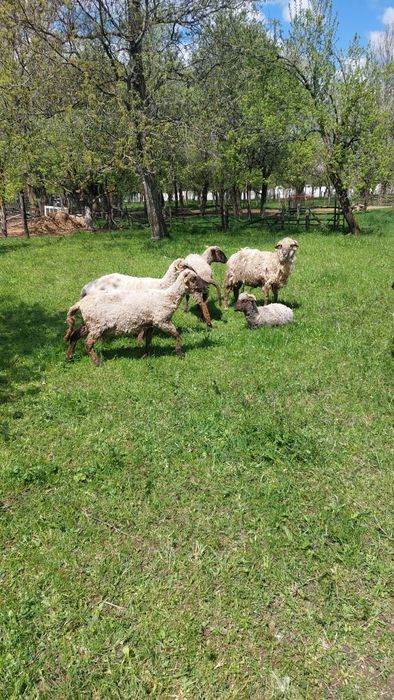 Oi și miei pentru tăiat