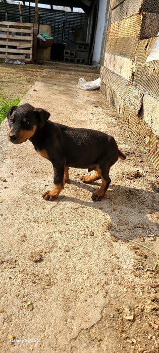 Доберман боласи сотилади тоза кон   40 кунлик булди