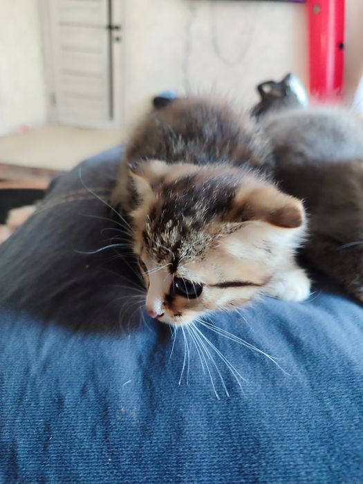 Отдам котят мышеловок