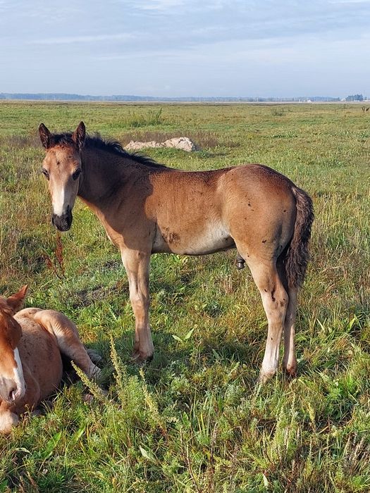 Продам кобылу русский тяжеловоз