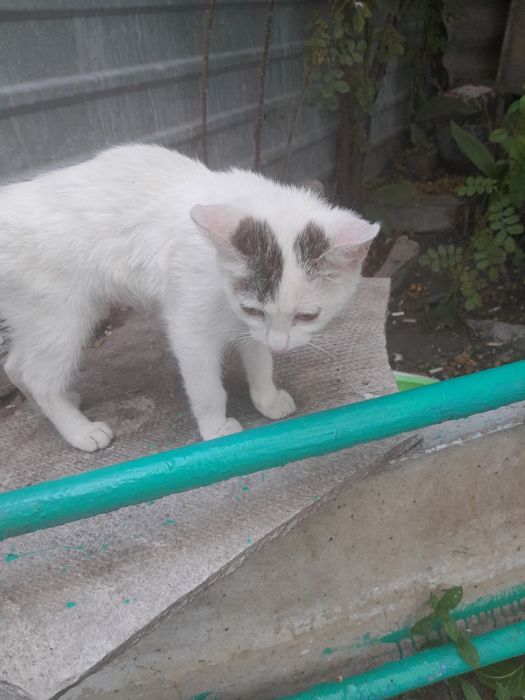 Котик в добрые руки