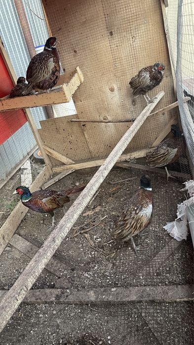 Кыргауыл сатылады