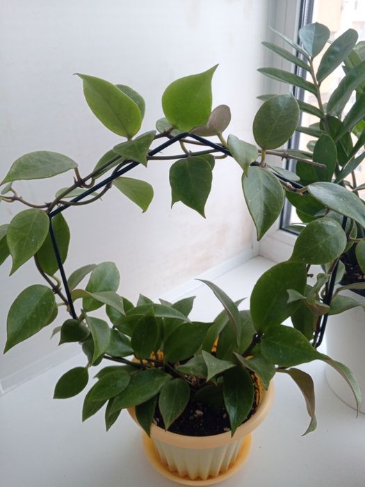 Продам цветы Хойи