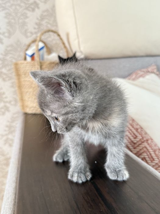 котенки 2мальчика 1девочка