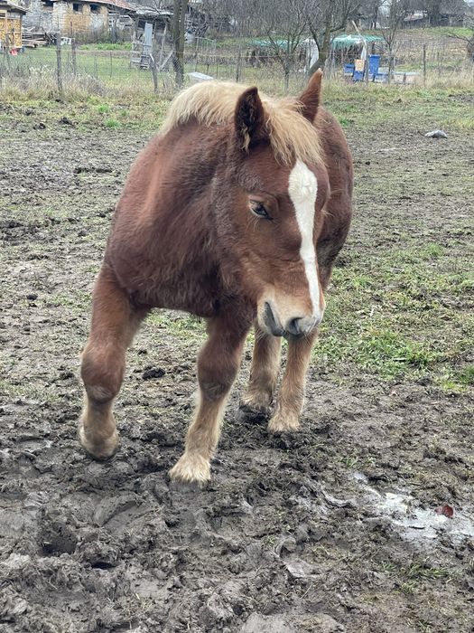 Disponibil manz de 5luni din parinti buni mai multe detalii in privat.