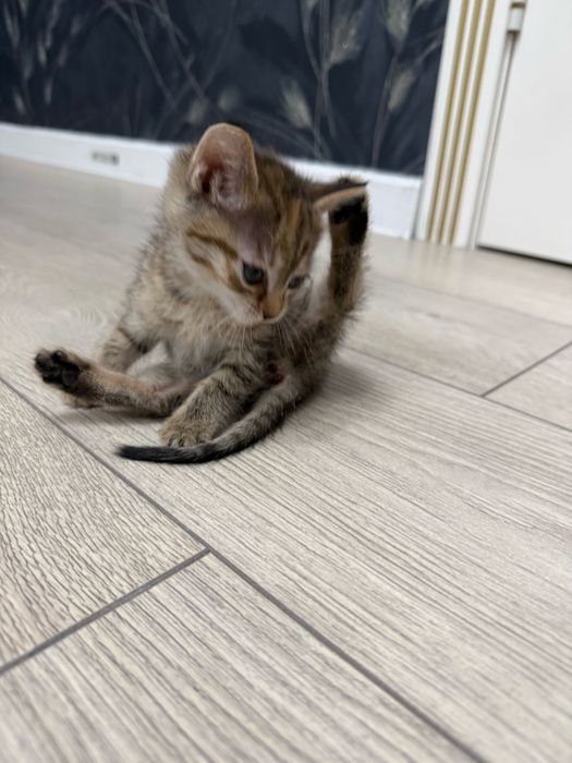 Отдам котенка в добрые руки