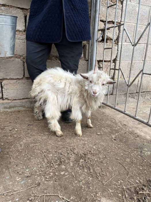 Ешкі лақ сатылады