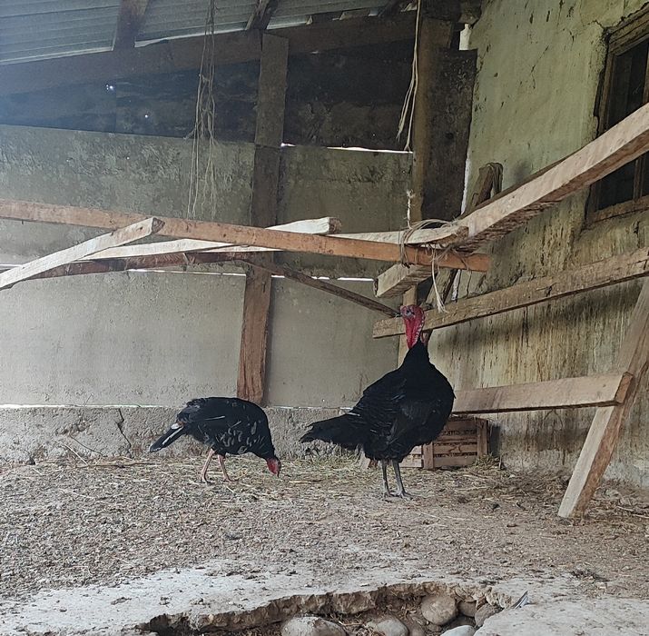 Индюк индюшка  Қораз/мекен пара