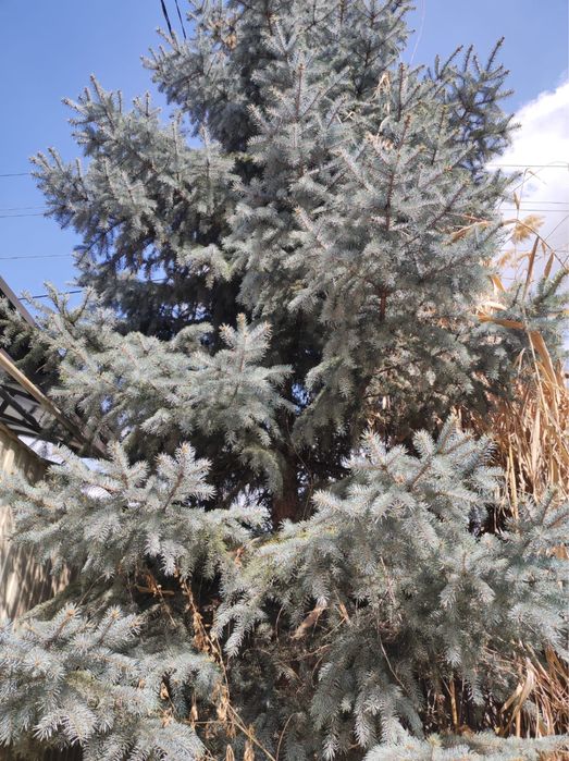 Голубая елка с шишками