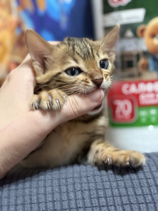 Продам бенгал котенка