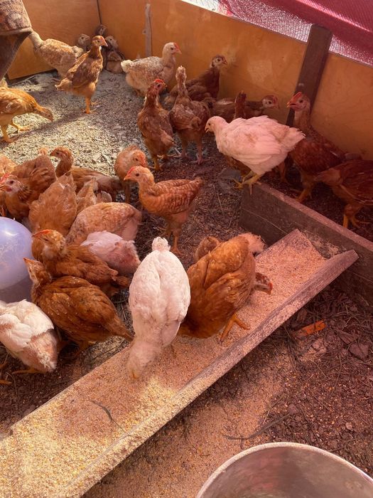 Vând pui rasa mixta 5 saptamani