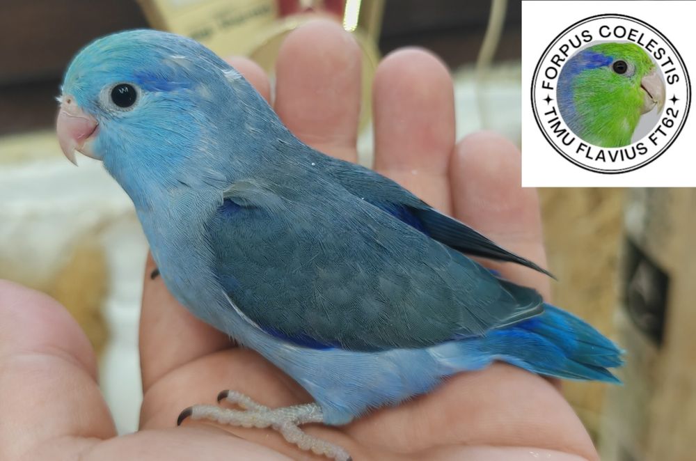 Papagali Forpus coelestis