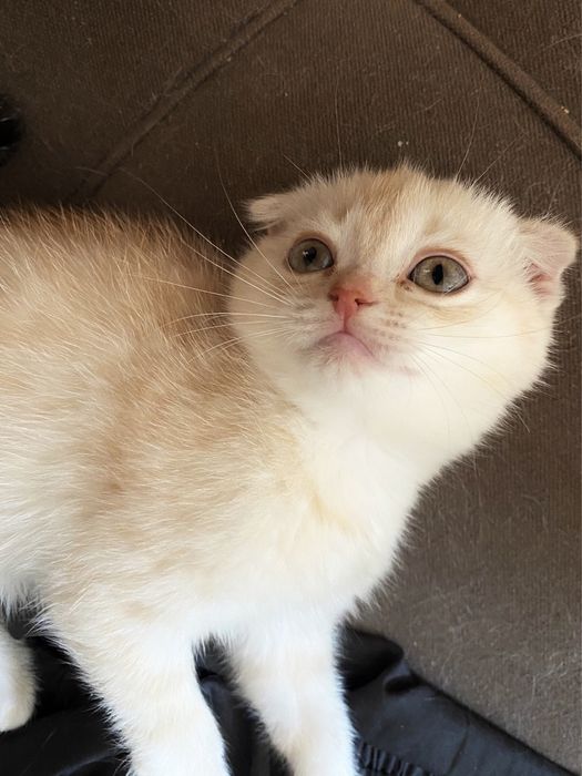 Скоттиш-фолд котята