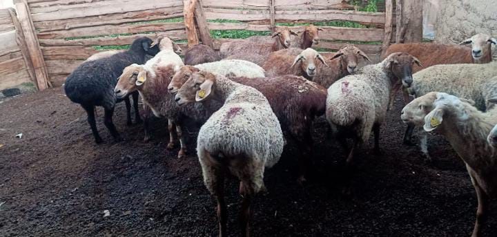 Семіз қой сатылады