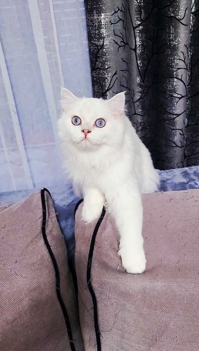 British longhair baietel alb cu ochi albaștri pedigree