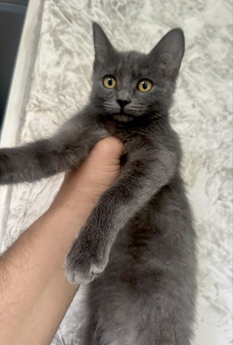Котенок девочка 3-3.5 месяца