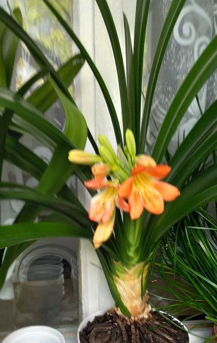 Китайска роза - 2бр.,кливия