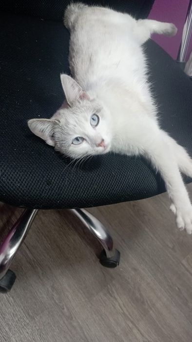 Отдам в добрые руки