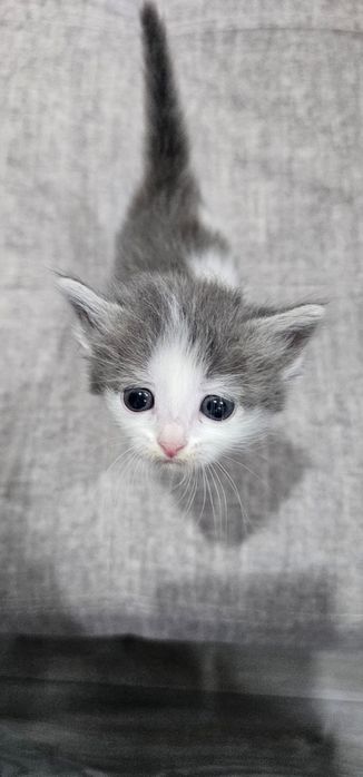 Котята ищут мамочку