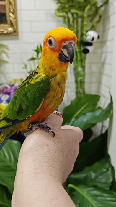 Продаётся ручной попугай Солнечный Аратинга