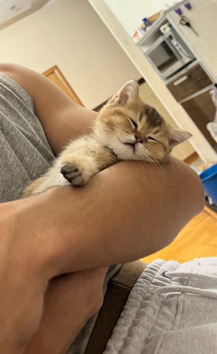 Шотландские котята