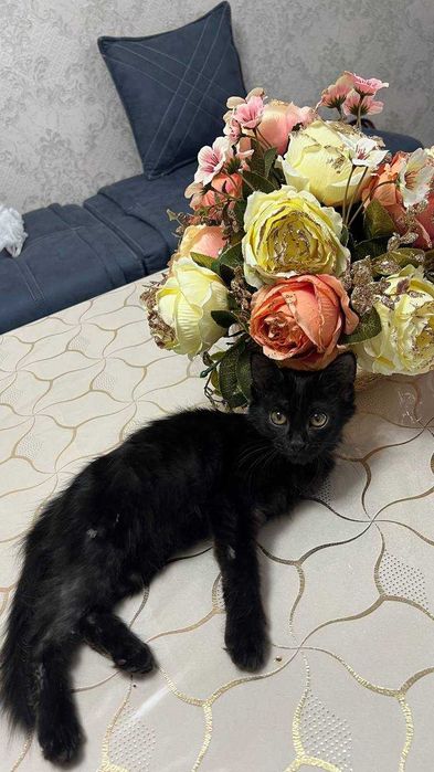 Котенок девочка. 2,5 месяца. БЕСПЛАТНО