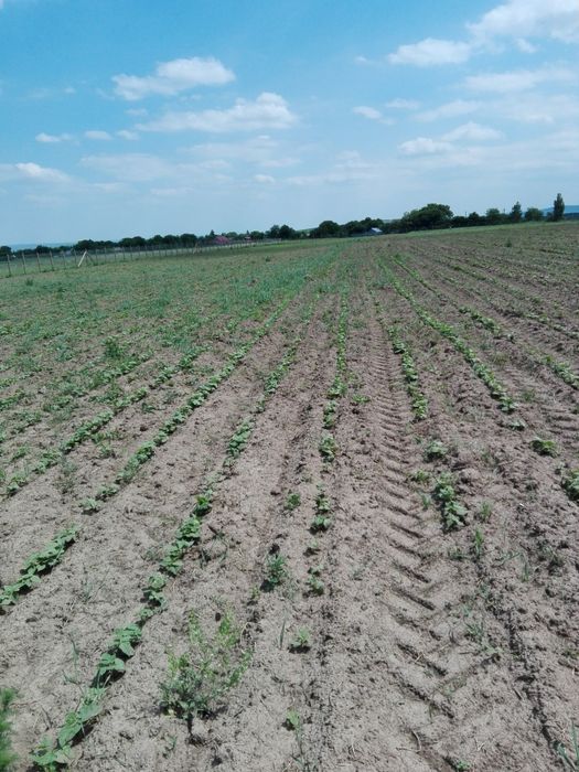 3,5 ha teren Vaculesti