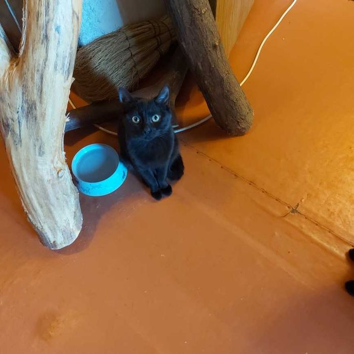 Пантеры 2 штуки 6 мес.