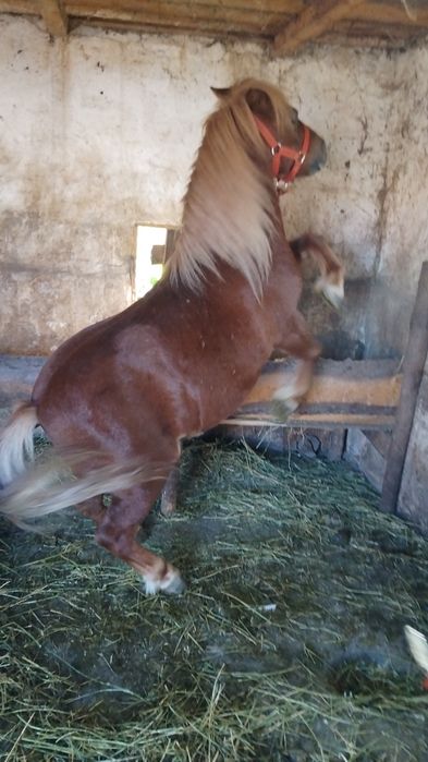 Vând ponei  foarte cuminte