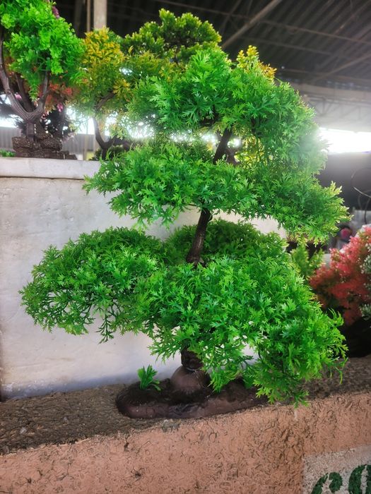 Аквариумные растения , деревья.