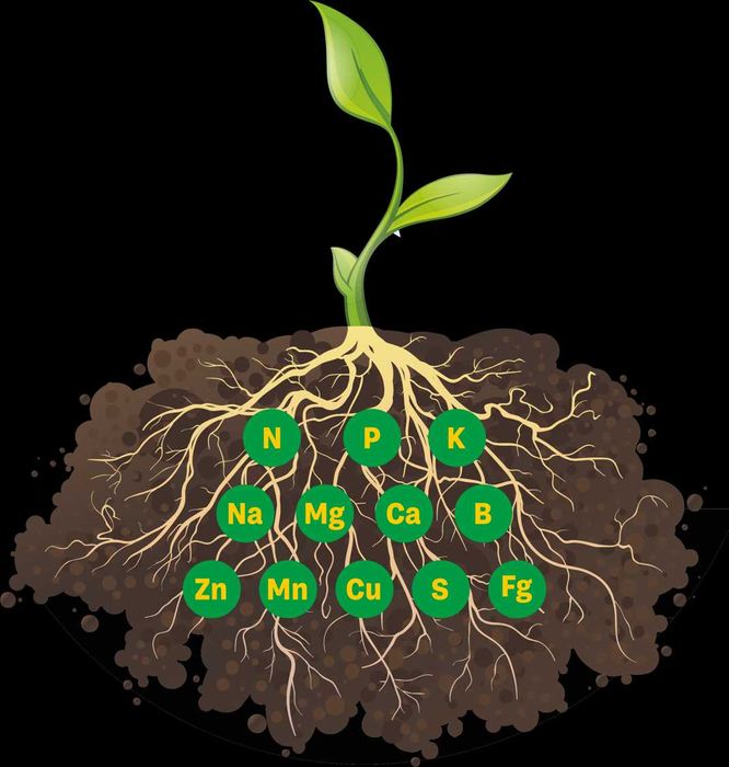 Biogumus Vermikompost BIOFET