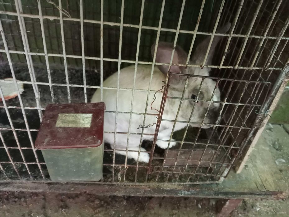 Vând iepuroi de anul trecut 150 de lei